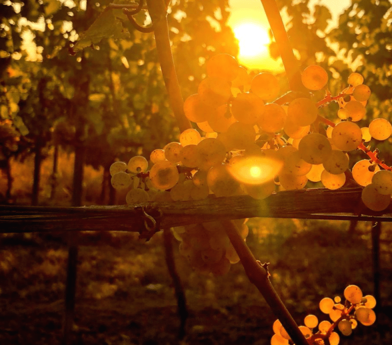 Weingut Gutzler_Sonne