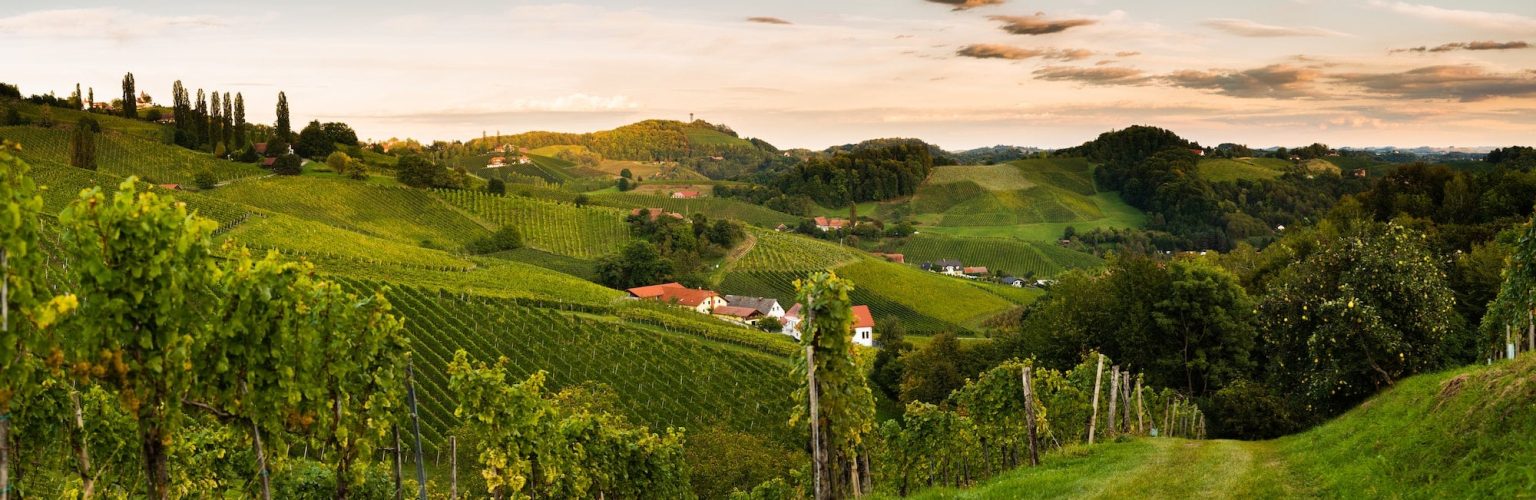 Sunset panorama of wine street in Styria. Fields of grapevines