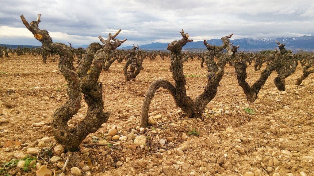 Spanien, Wein, Rotwein, Weisswein, weißwein, roséwein